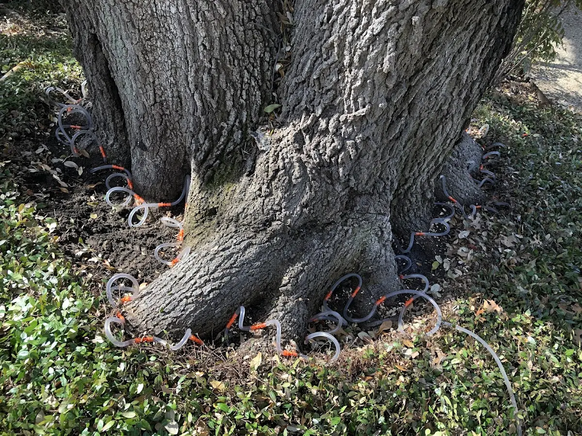 Detailed Tree Cabling and Bracing job site in South Bristol