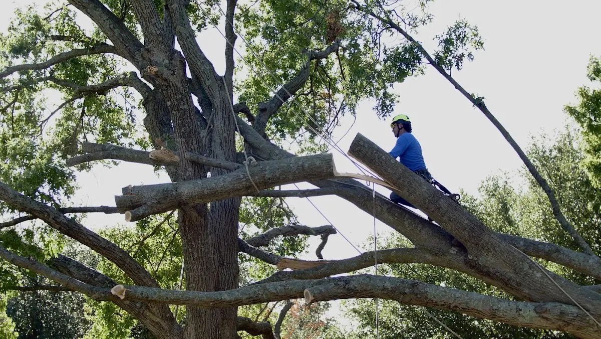 Professional Hazardous Tree Removal performed by certified arborists in South Bristol