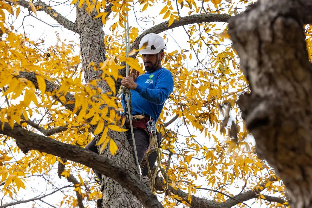 Skilled Tree Pruning crew working in South Bristol